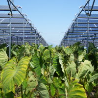 �����c�_�x���C���[�W